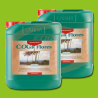 CANNA COGr Flores  A+B
