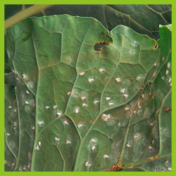 Insect-Ex (Spray)