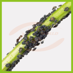 Neem-Azal TS