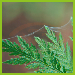 Neem-Azal TS