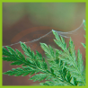 Neem-Azal TS