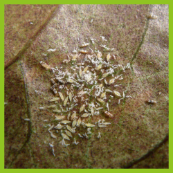 Neem-Azal TS