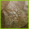 Neem-Azal TS