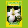 Jungle Bloom