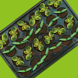 ROOTIT Propagation Tray (24)