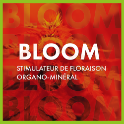 TheAzimut BLOOM