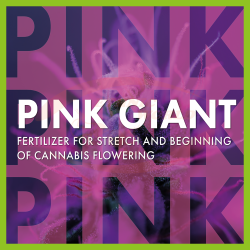 TheAzimut PINK GIANT