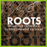 TheAzimut ROOTS