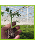 Cuttings