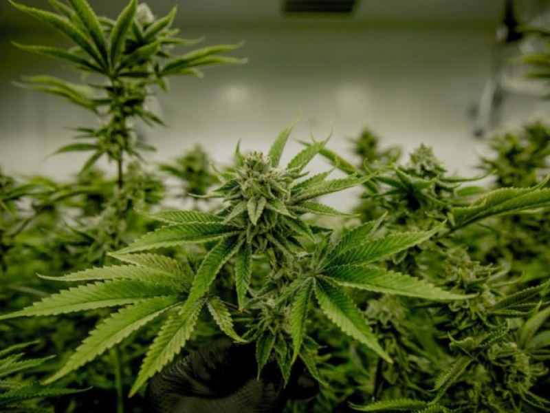 Growing Cannabis for Beginners Guide - Harvesting and Drying