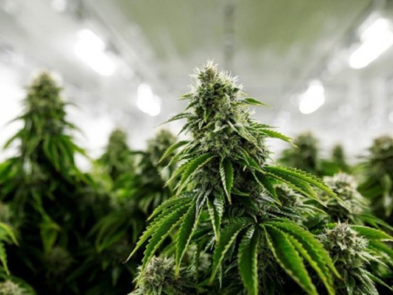 Successful cultivation of hemp cannabis