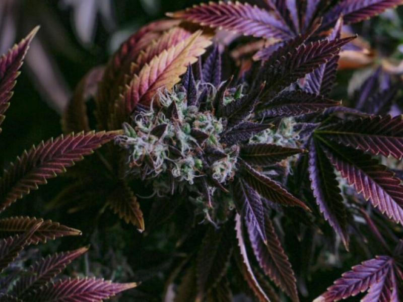 Growing beautiful CBD flowers