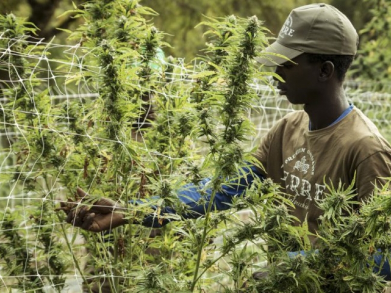How to grow Cannabis successfully outdoors