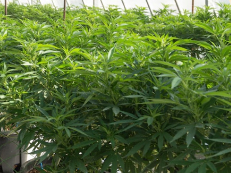 Grow cannabis outside