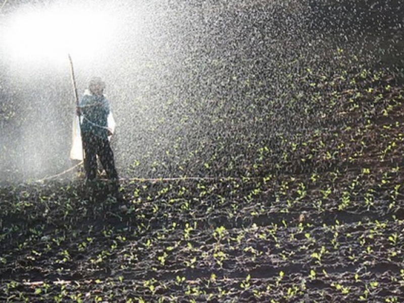 NPK fertilisers, buy online