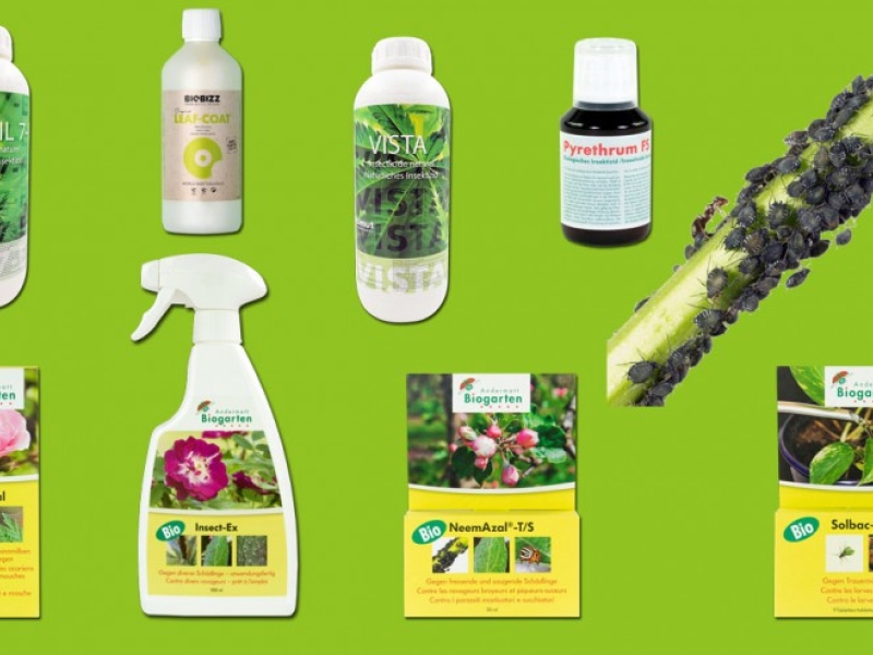 Organic insecticide, buy online