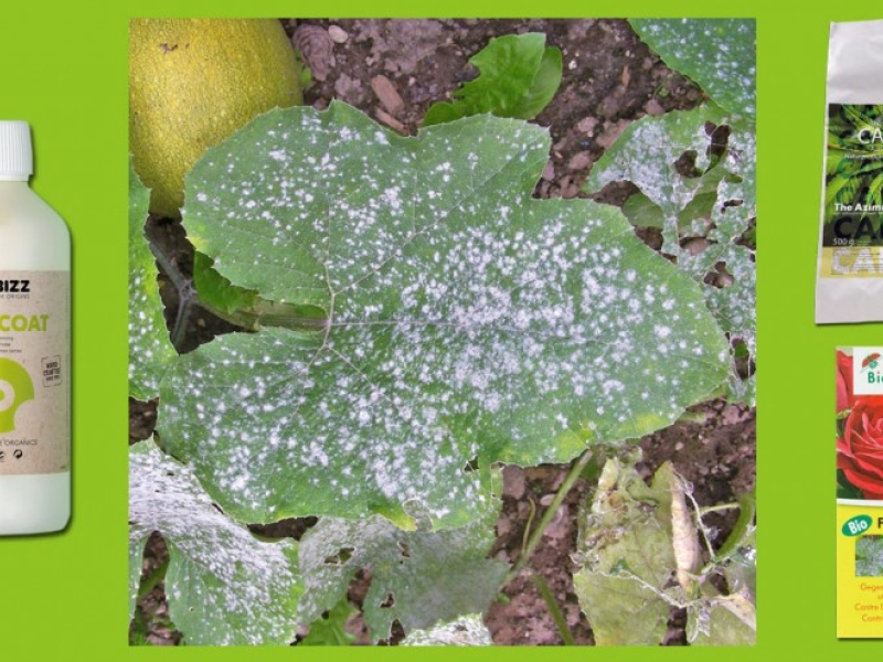 Natural fungicide, buy online