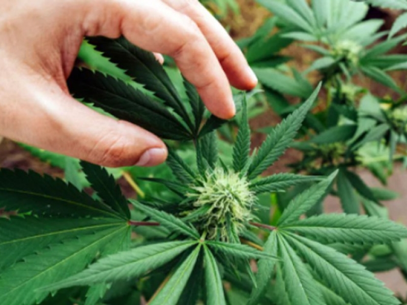 Guide to growing CBD indoor, growing hemp at home