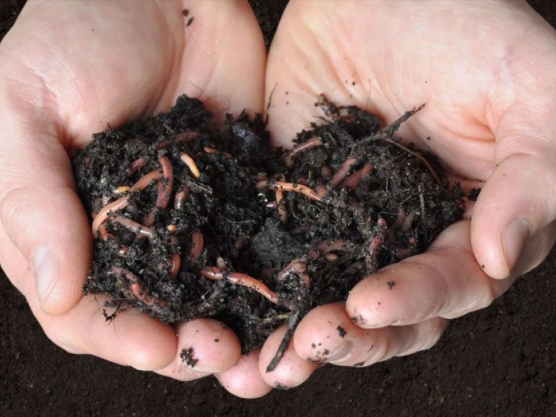 Worm humus fertilizer