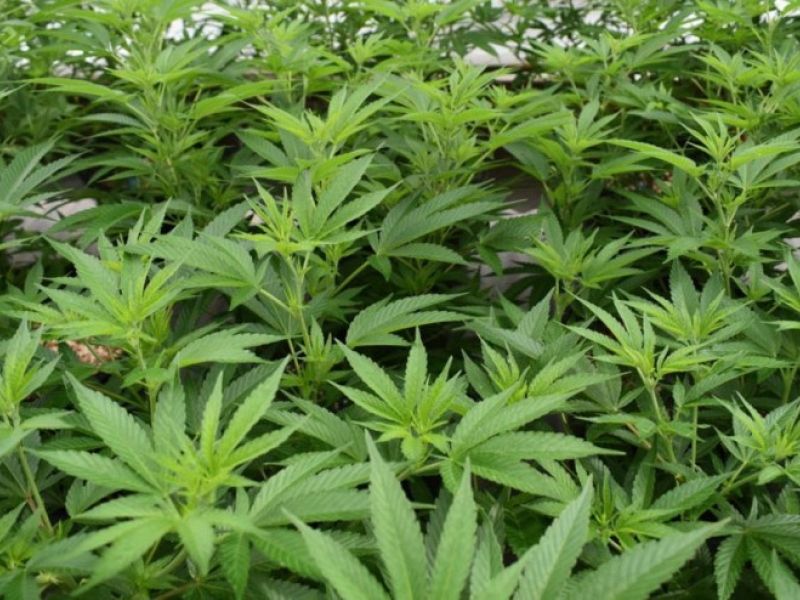 Swiss CBD, Legal Cannabis