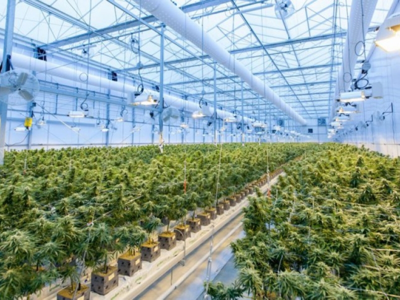How to have the best ventilation in Indoor culture?