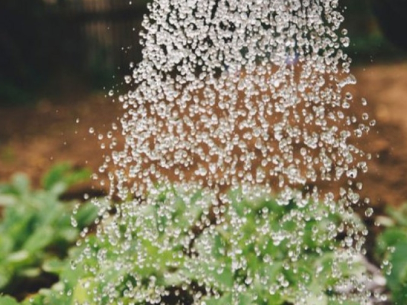 Guide to buy cannabis fertilizer