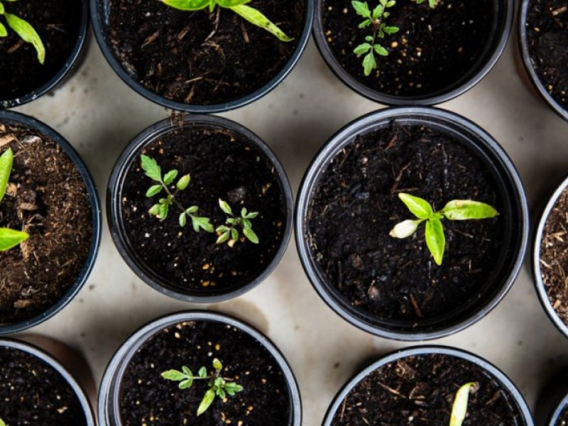 Caring for an indoor grow